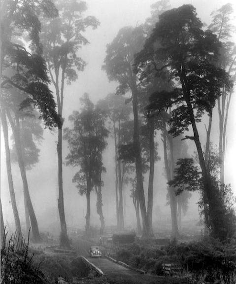 John Swope, Träd i dimma, Chile (1939)